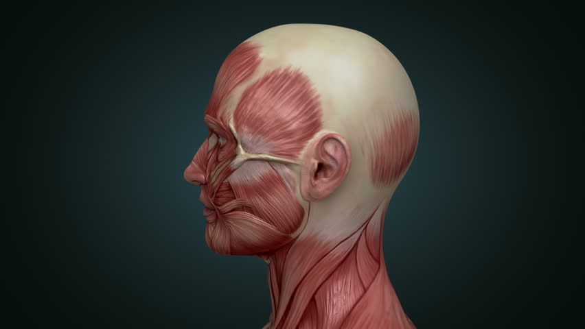 Head muscular system , muscles of the face and neck. Seamlessly loopable. Apha.included. Royalty-Free Stock Footage #21014197