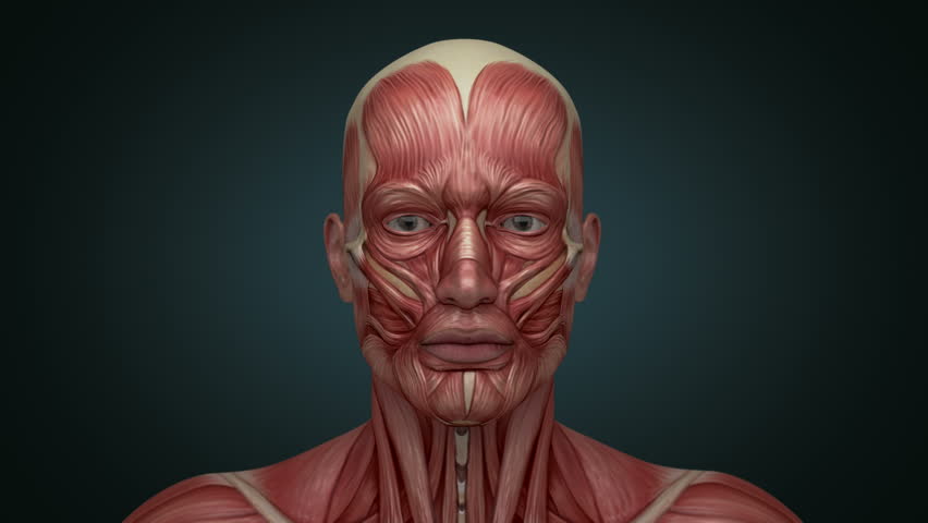 Head Muscular System Muscles Stock Footage Video 100 Royaltyfree