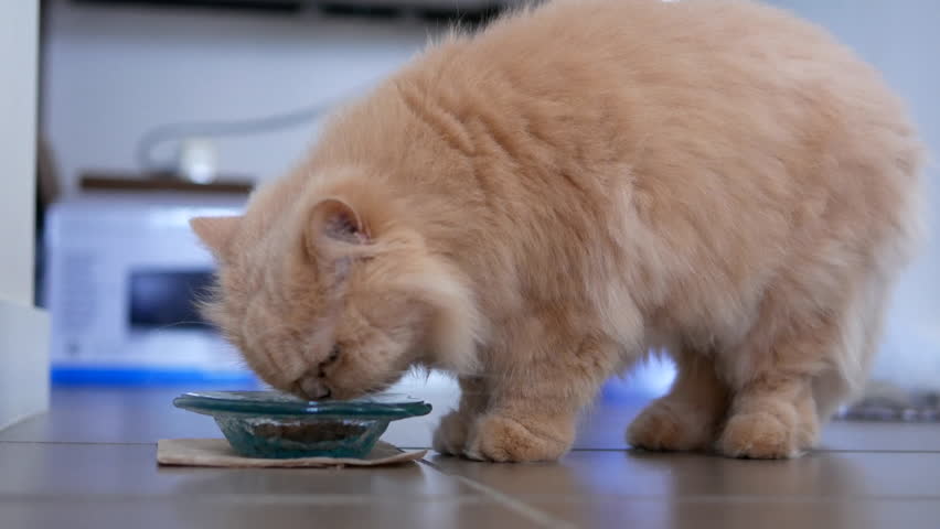 persian cat eating