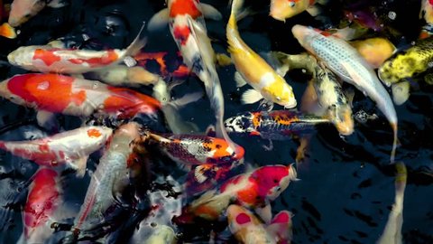 Koi fish, Fancy Carp fish swimming in The pond , Top view