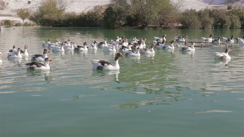 A flock of ducks and gesses are swimming on the pond