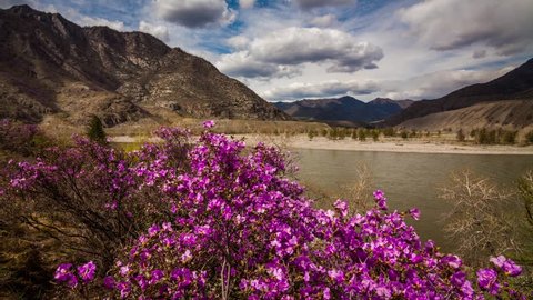 Fireweed Wildflowers Boardering Bow Lake Banff Stock Photo 1938611488 |  Shutterstock