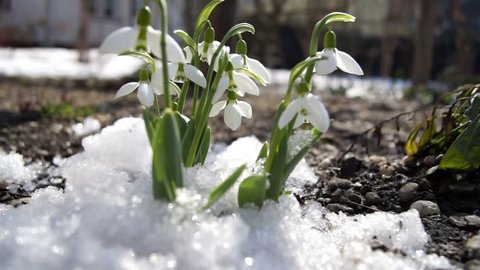 melt snow and snowdrops