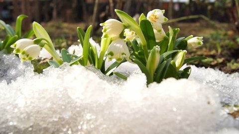 Melt snow with snowdrops, time lapse