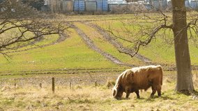 4K Video of special cute highland hairy cow at Scotland