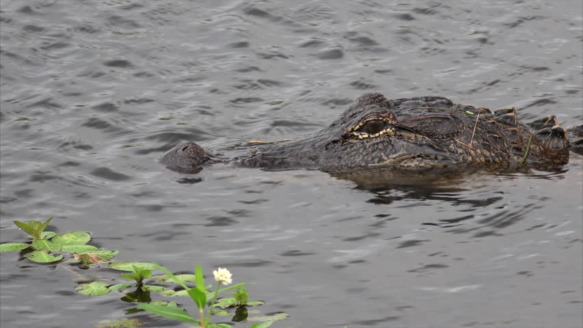 American alligator floats in a marsh along Pintail Wildlife Drive at Cameron Prairie National Wildlife Refuge in Louisiana