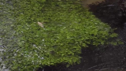 Aquatic plant under water. The background