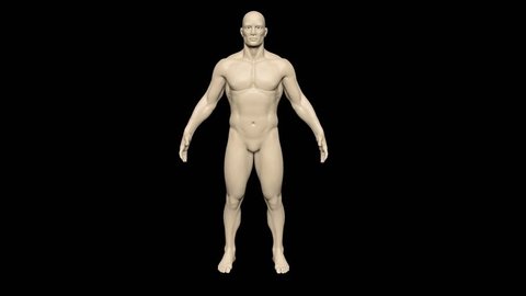 Human Male Body Turntable in three-dimensional. Render with skin material on the black background.