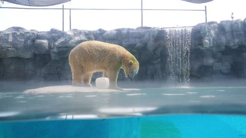 Polar Bear Swimming Diving in Water at Zoo