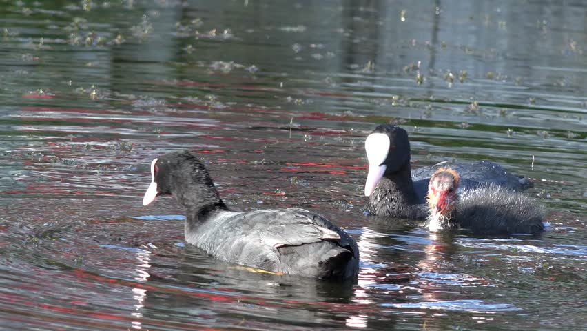 coot swimming on the lake and feeding the  fledgling
