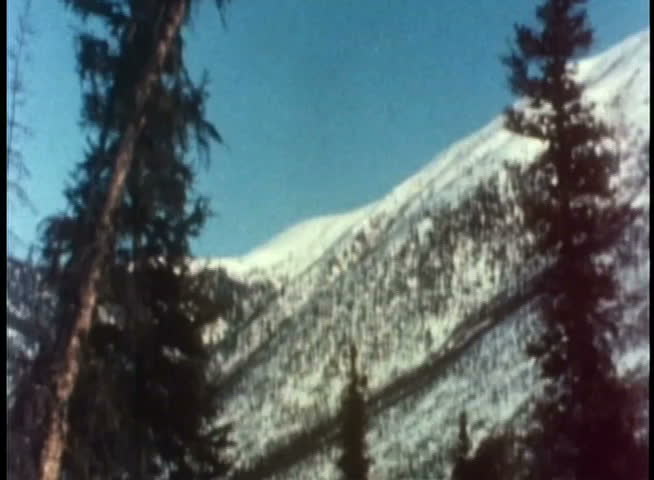 Pine tree falling down