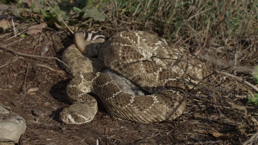 Diamondback snake wide angle in grass 