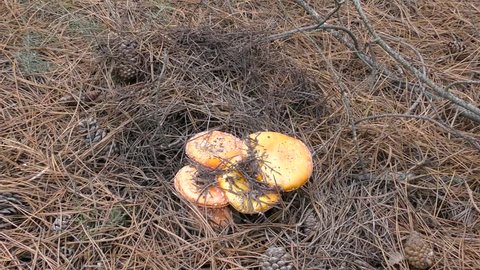 Zoom of Leccinum mushroom in forest