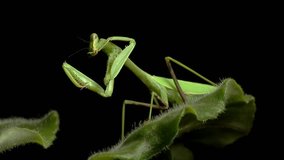 Green Mantis Grooming Side (HD). Green Mantis Insect seen from the side grooming with a dark black background of night.