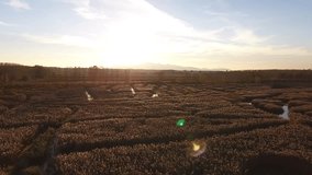 Aerial shot, flyover marshy landscape with autumn colors in europe,  made with drone 