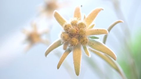 Focus on beautiful edelweiss flower, blur background