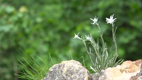 Gentle edelweiss flower grown on cold rocky mountains, green nature