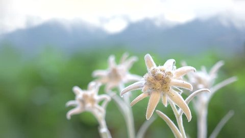 Beautiful edelweiss flowers, green mountains in blur background