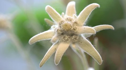 Gentle edelweiss flower, focus o