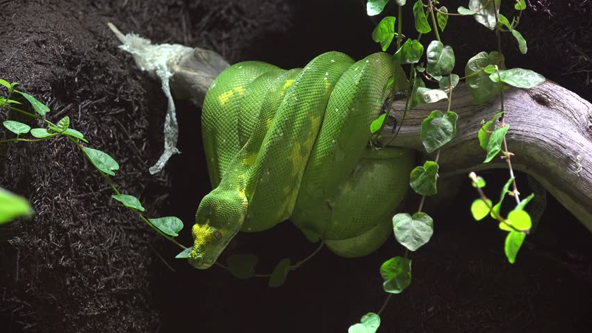 Green snake (emerald tree boa - Corallus caninus or green tree python - Morelia viridis) resting still on a branch in the rainforest and suddenly becomes alert and ready to attack the prey