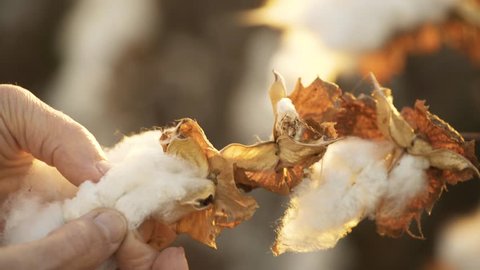 Blooming cotton field, evaluates crop, before harvest, under a golden sunset - 4k video
