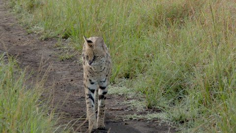 Serval (Leptailurus serval) male looking around and walking on road, towards camera