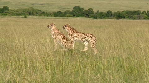 Cheetah (Acinonyx jubatus) family on a small hill looking for prey, Masai Mara