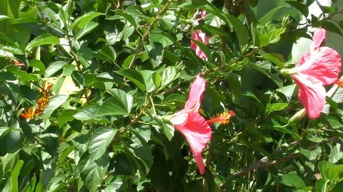 Hibiscus red flowers swaying in the wind, slow motion