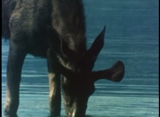 Moose drinking water in river