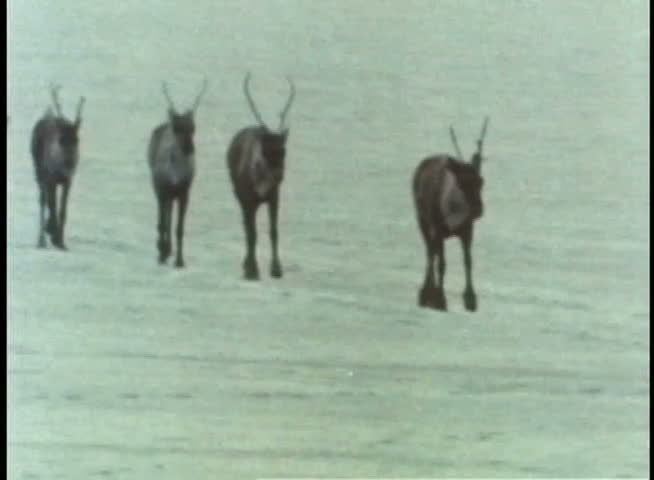 Herd of caribou walking across icy terrain
