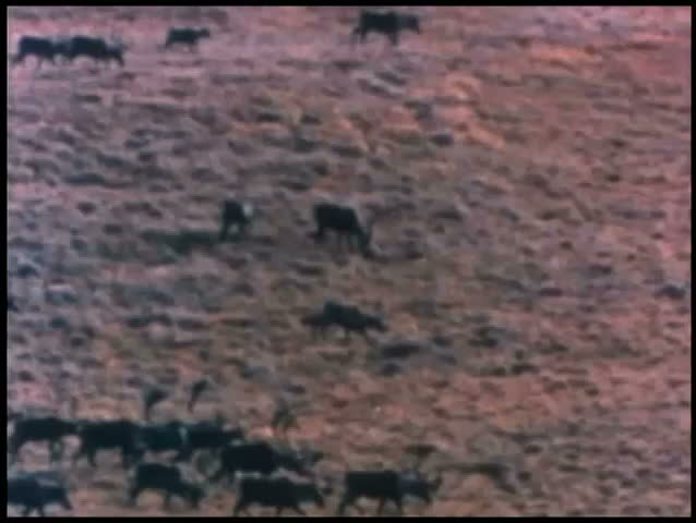 Herd of caribou migrating across barren terrain