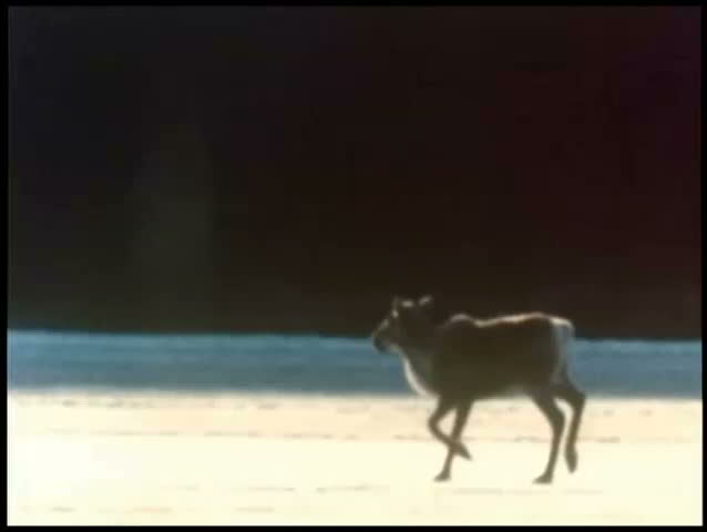 Herd of caribou running in slow motion across icy terrain