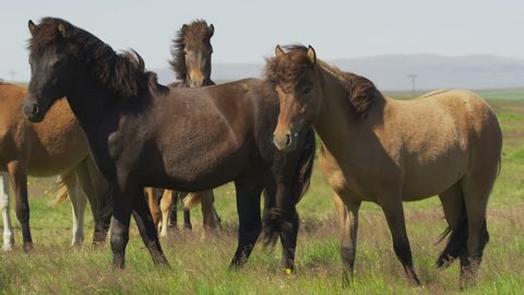 Medium panning shot of Icelandic horses in windy pasture / Rangarvallasysla, Iceland