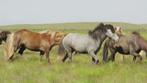 Medium slow motion tracking shot of Icelandic horses walking in pasture / Rangarvallasysla, Iceland