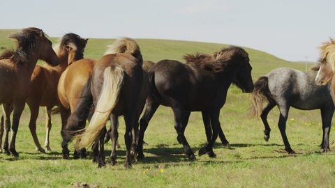 Medium slow motion panning shot of Icelandic horses walking in pasture / Rangarvallasysla, Iceland