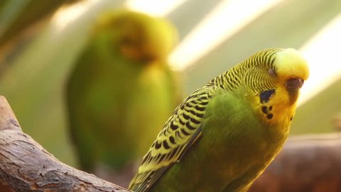 Budgerigar (Melopsittacus undulatus), also known as common pet parakeet or shell parakeet and informally nicknamed budgie, is small, long-tailed, seed-eating parrot, in Australian genus Melopsittacus