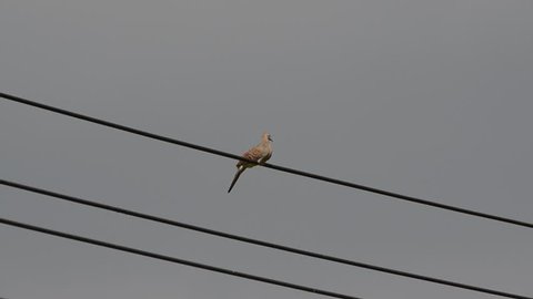 Dove standing on a electric wire
