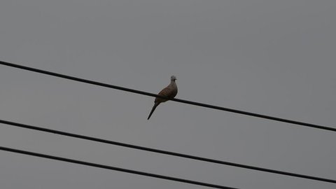 Dove standing on a electric wire