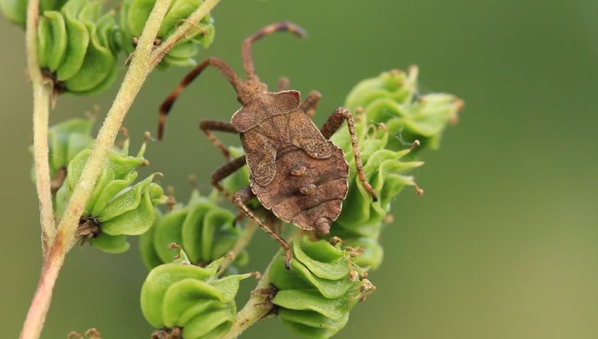 A bug on a leaf