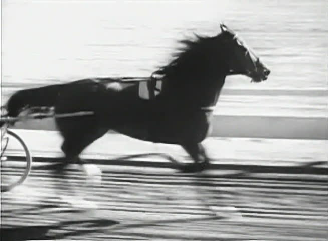 Horse trotting in harness race