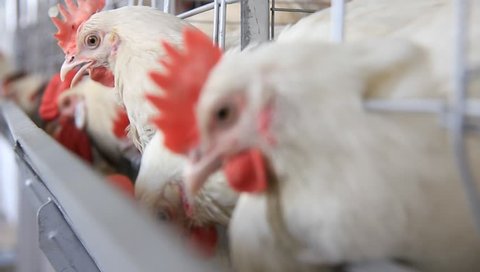 Chickens feeding in a poultry farm