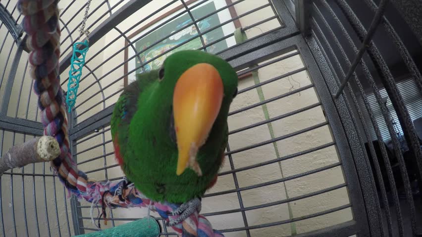 bird pecking camera