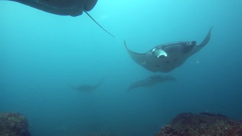 A few manta ray (Manta blevirostris) swimming towards camera