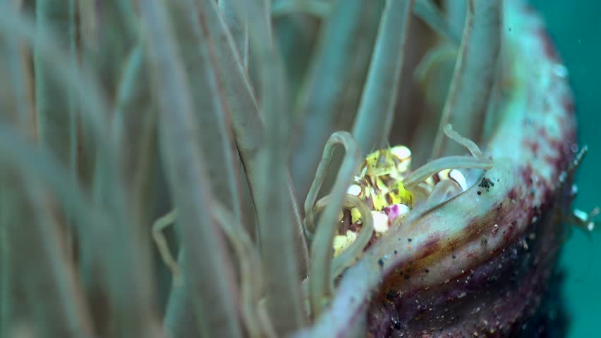 Harlequin crab (Lissocarcinus laevis) at the edge of tube anemone