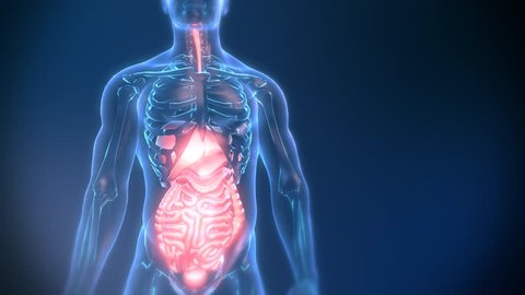 Real animation of Human Male Body moving arms and showing Gut and Digestive System in futuristic holographic interface