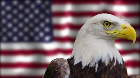 [Bald Eagle Staring at the Camera in front of American Flag]Bald Eagle Staring at the Camera in front of American Flag