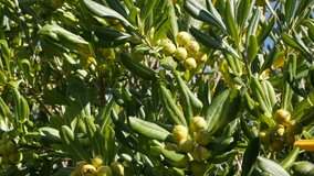 Olea europaea plant with green berries and leaves close-up 4K 2160p 30fps UltraHD footage - Branches of olive tree near sea border sun lighted 3840X2160 UHD video
