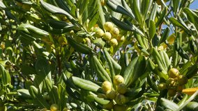Branches of olive tree near sea border sun-lighted 4K 2160p 30fps UltraHD footage - Olea europaea plant with green berries and leaves close-up 3840X2160 UHD video