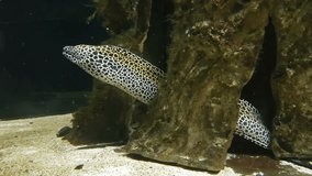 Moray in beautifully decorated Marine Aquarium stock footage video