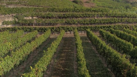 Slow Aerial Reveal and Flyover of a Small Vineyard in the Austrian Winemaking Region